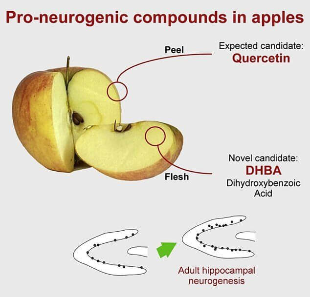 مصرف سیب خطر ابتلا به آلزایمر را کاهش می‌دهد