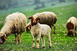 دام سبک؛ حلقه مفقوده امنیت غذایی و اقتصاد مقاومتی ایران