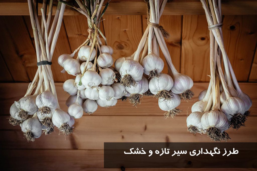 سیر