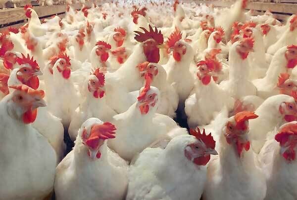 مرغ‌های تخم‌گذار
