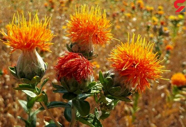 رقم زودرس گلرنگ