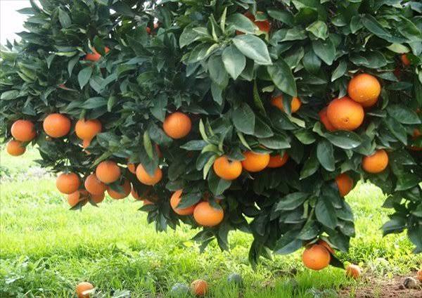 محصولات باغی