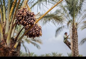 خرما