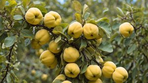 محاصره کم‌آبی