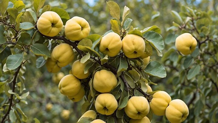 محاصره کم‌آبی