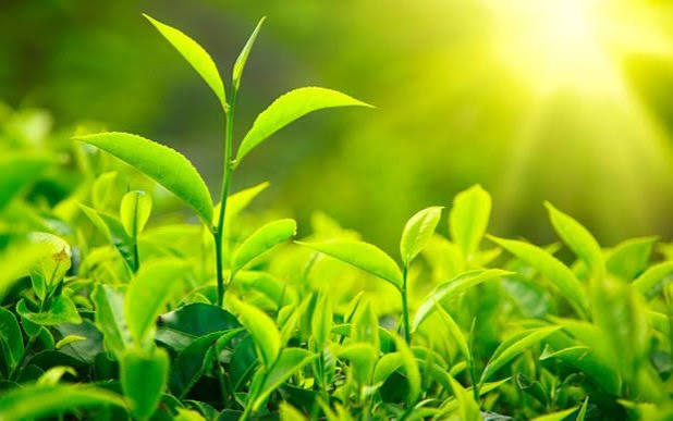 برگ سبز چای