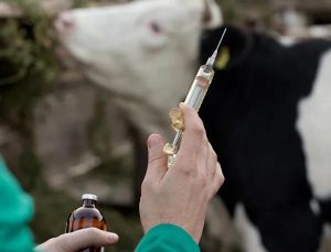 تب برفکی