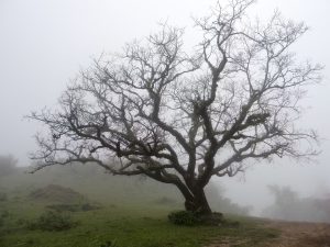 هوش مصنوعی