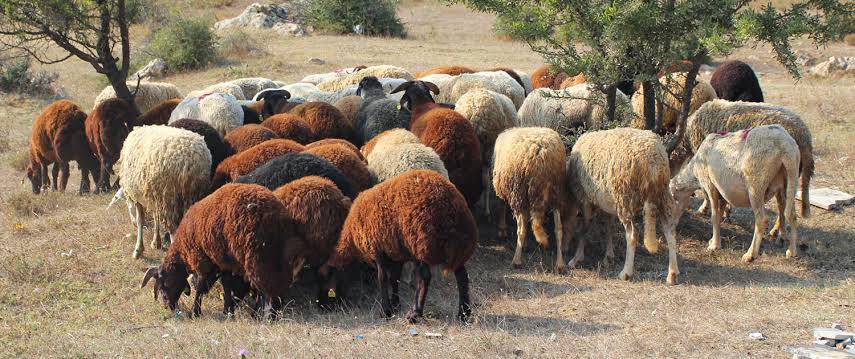 جمعیت دام